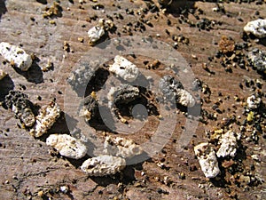 Chalk-brood of bees Ascosphaerosis apis, calcareous, chalk brood, dry foulbrood