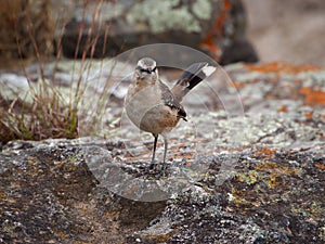 Chalk-browed mockingbird in Cuesta Blanca