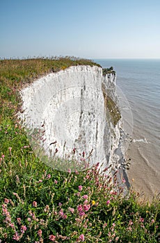 Chalk Cliffs at St Margaret's Bay Kent England.