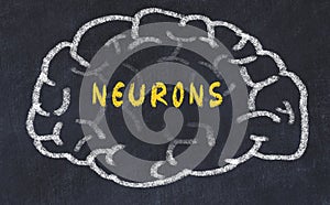 Chalk drawing of human brain with inscription neurons