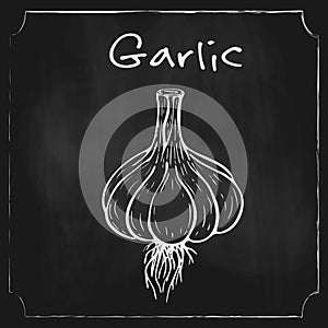 Chalk drawn whole garlic on blackboard. engraved garlic in vintage style on chalkboard. vegetables icon with roots