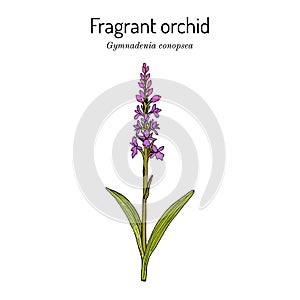 Chalk fragrant orchid Gymnadenia conopsea , medicinal plant