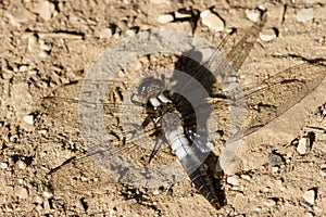 Chalk-fronted Corporal Dragonfly  701080