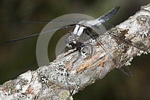 Chalk-fronted corporal dragonfly on branch in Sunapee, New Hampshire.