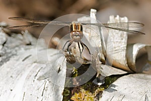 Chalk-fronted Corporal Dragonfly - Ladona julia