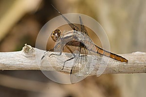 Chalk-fronted Corporal Dragonfly - Ladona julia