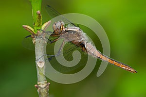 Chalk-fronted Corporal Dragonfly - Ladona julia