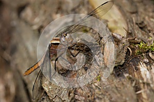 Chalk-fronted Corporal Dragonfly - Ladona julia