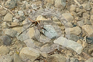 Chalk-fronted Corporal Dragonfly - Ladona julia