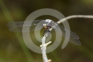 Chalk-fronted corporal dragonfly on branch in Sunapee, New Hampshire.