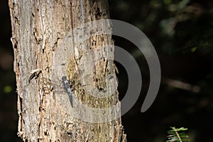 Chalk-fronted corporal dragonfly on tree trunk