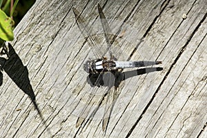 Chalk-fronted corporal dragonfly on a New Hampshire boardwalk.