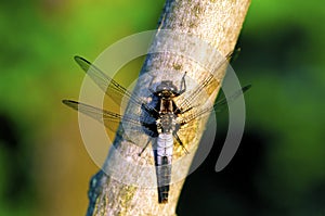 Chalk-fronted Corporal Female    46297