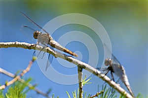 Chalk-fronted Corporal Immature   701011