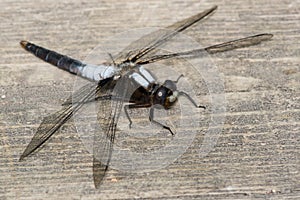 Chalk-fronted Corporal Dragonfly - Ladona julia