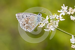 Chalk-hill Blue, Bleek blauwtje, Polyommatus coridon