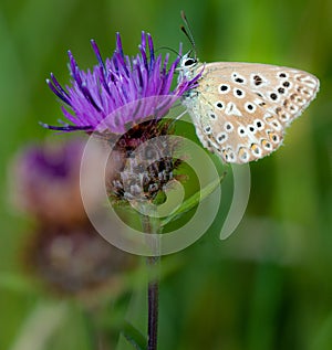 Chalk-hill blue butterfly