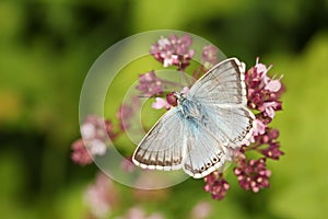 A Chalk Hill Blue Butterfly Polyommatus coridon nectaring on a flower. photo