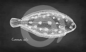 Chalk sketch of common sole.