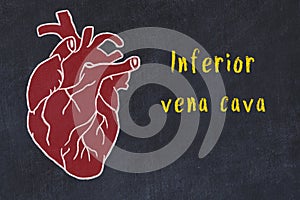 Chalk sketch of human heart on black desc and inscription Inferior vena cava photo