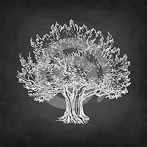 Chalk sketch of olive tree.