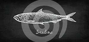 Chalk sketch of sardine.