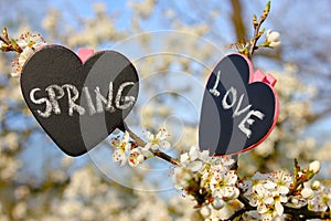 Chalkboard heart spring love, flower