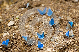 Chalkhill blue butterflies drinking water