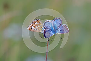 Chalkhill Blue butterflies, Lysandra coridon, on a flower