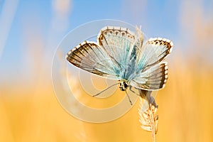 Chalkhill Blue butterfly, Polymmatus coridion,  on grass.