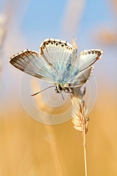 Chalkhill Blue butterfly, Polyommatus coridon, on a grass stem in a sunny meadow
