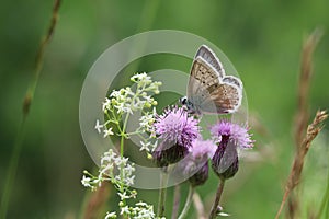 chalkhill blue butterfly sitting on common knapweed flower with its wings half open showing both upper and under wing