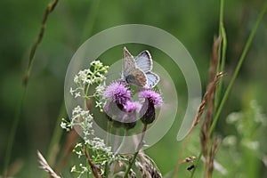 chalkhill blue butterfly sitting on common knapweed flower with its wings half open showing both upper and under wing