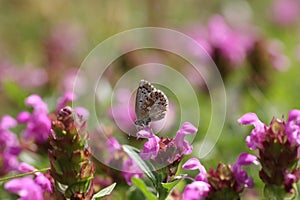 chalkhill blue pollinating or feeding on a pink flower in a beautiful meadow