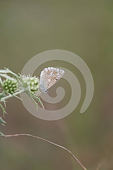 chalkhill blue sitting in a meadow