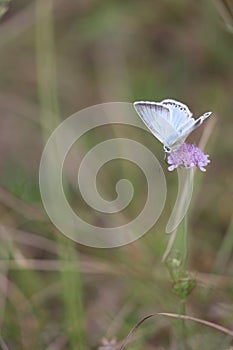 chalkhill blue sitting in a meadow