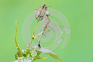 A chalky percher dragonfly is preying on a moth in the bushes. This