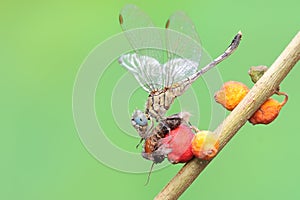 A chalky percher dragonfly is preying on a moth in the bushes. This