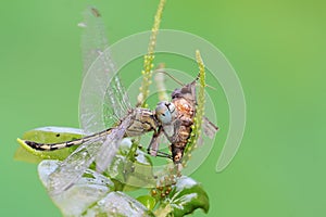 A chalky percher dragonfly is preying on a moth in the bushes.