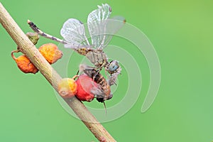 A chalky percher dragonfly is preying on a moth in the bushes.