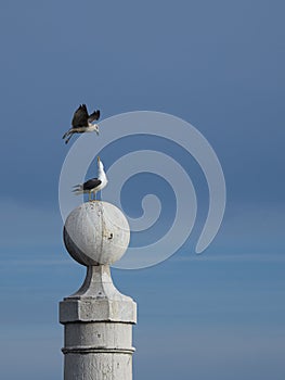 Challenge between seagulls