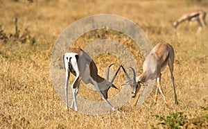 Challenging male GrantÂ´s Gazelles