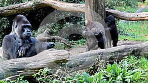 Challenging young gorillas