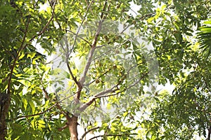 chalta tree Ã°Å¸Å½â