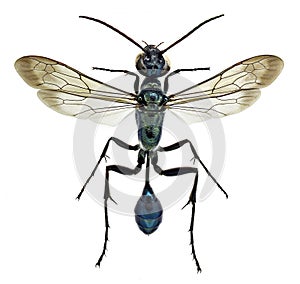 Chalybion bengalense, an alien mud wasp