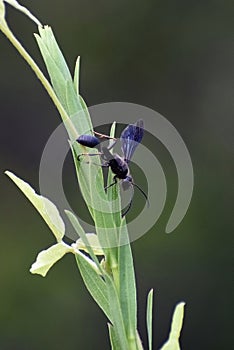 Chalybion californicum aka nearctic blue mud-dauber wasp