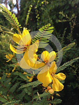 Chamaecrista Fasciculate (Partridge Pea) Plant Blossoming in Bright Sunlight. photo