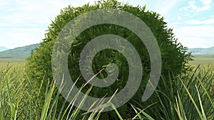 Chamaecyparis cypress in field