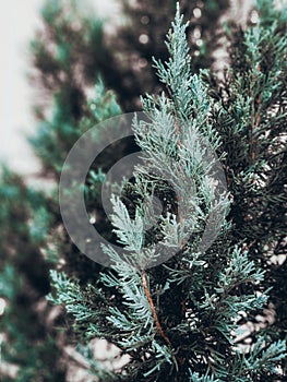 Chamaecyparis lawsoniana (A.Murray bis) Parl.The pine tree is a symbol of Christmas photo