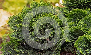 Chamaecyparis obtusa,Japanese cypress, hinoki cypress or hinoki ornamental plant photo